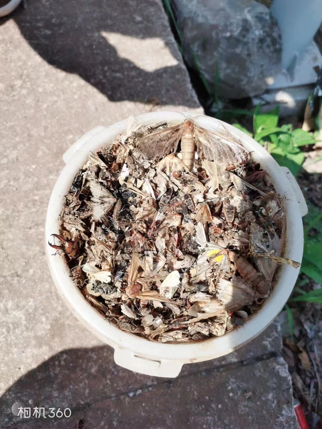 太陽能殺蟲燈.jpg